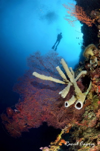 House reef (Moalboal) by Raoul Caprez 